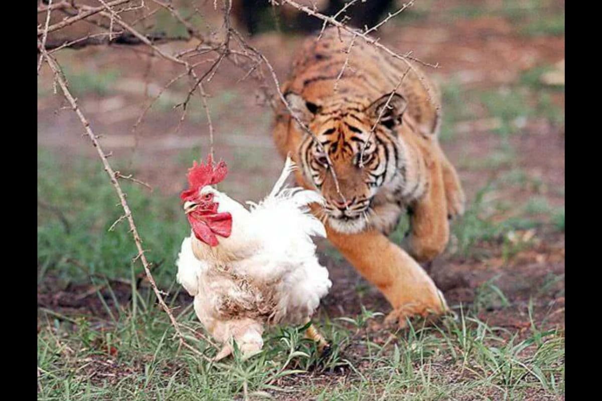 Memes de la jornada 7 Apertura 2015