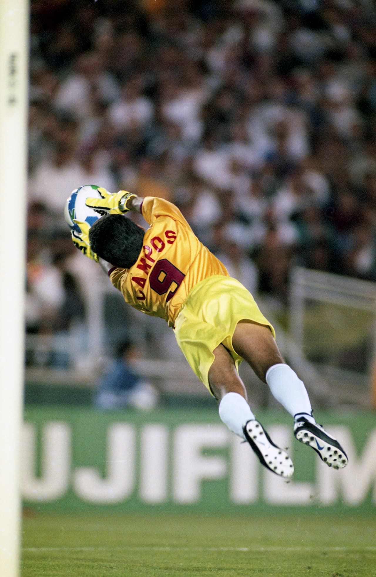 Sus vuelos acrobáticos dieron para fotografías magníficas.