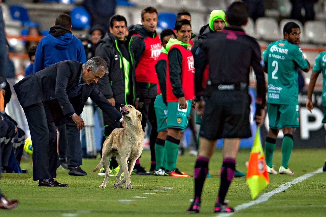 Durante un partido del Torneo de Clausura de la Liga MX mientras se enfrentaba el Pachuca contra Jaguares, un perro cruzó el campo de juego y jugueteó hasta con el director técnico de Jaguares.