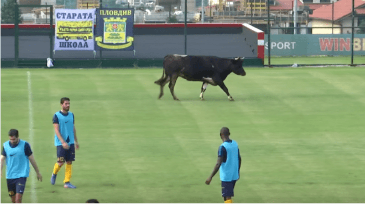 Durante un partido amistoso en Bulgaria, una vaca entró a la cancha y detuvo el partido.