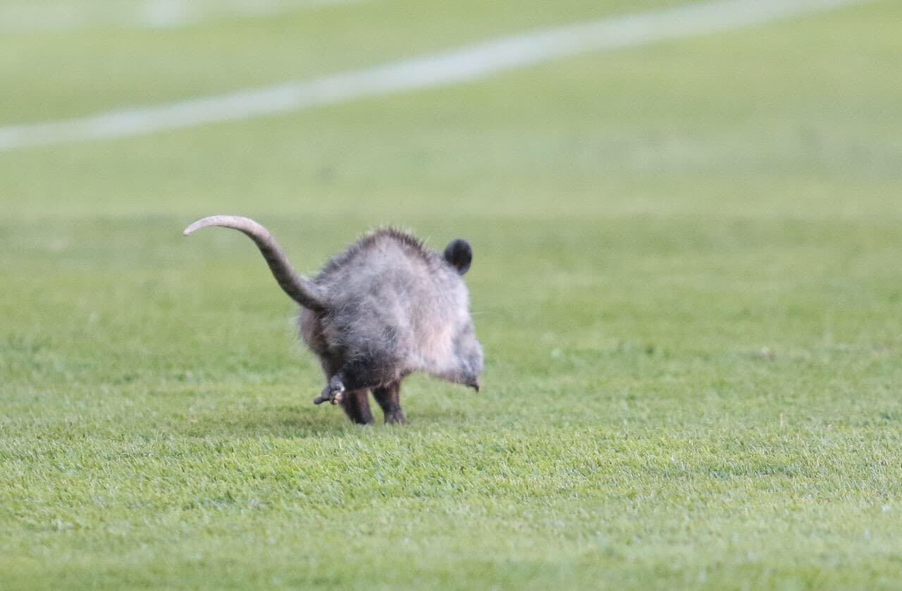 No es la primera vez que un animal invade el terreno de juego, pues ya en la Liga MX, diferentes animalitos se han hecho presentes en cancha.
