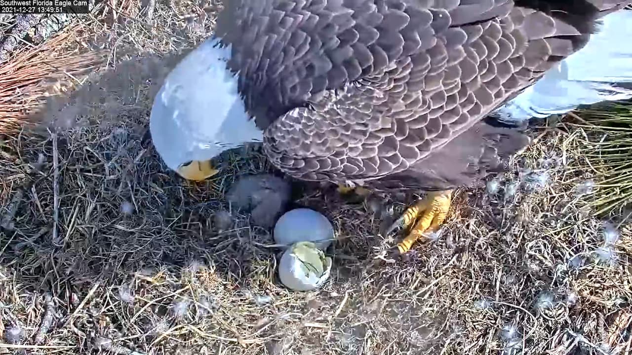 Nace águila calva americana durante 'streaming' con más de 6 mil espectadores y aún falta otra