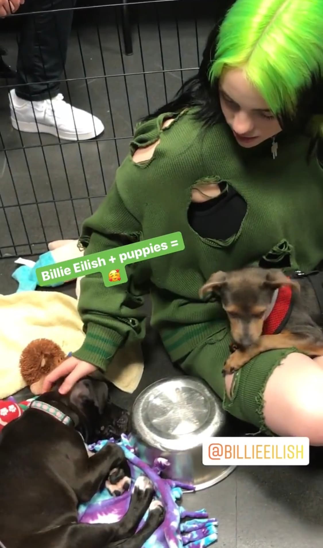 Estos perritos en adopción en Miami le dieron la bienvenida a la cantante Billie Eilish  