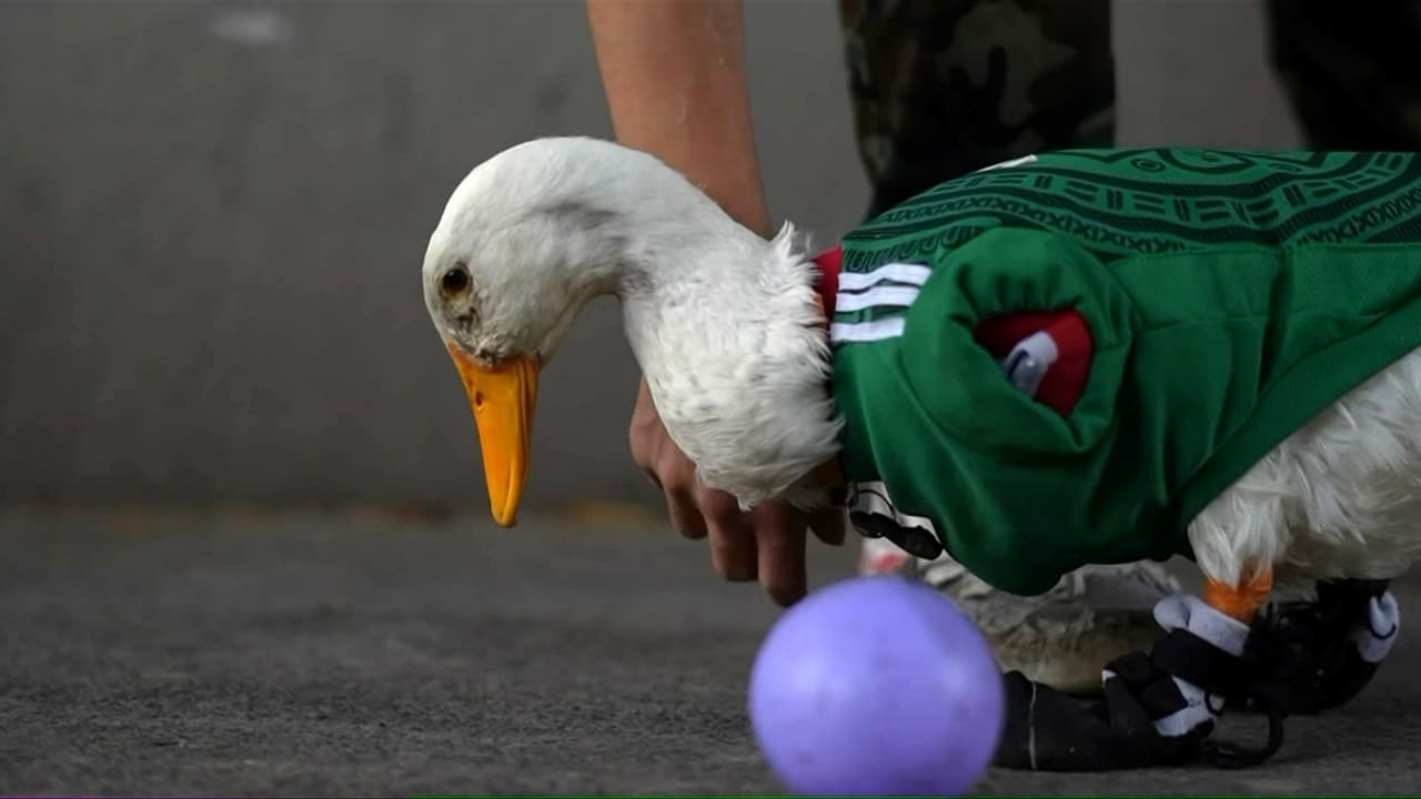 ¿Cuál es la historia de Merlín, el pato que roba miradas en México durante la Copa Mundial?