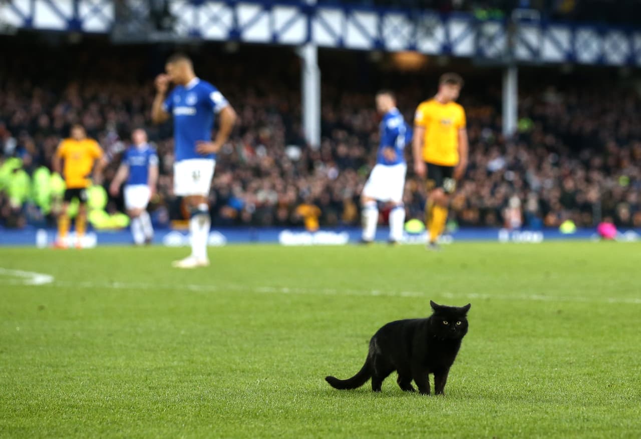 Durante la Premier League, un gato negro se atravesó al campo mientras se disputaba el partido del Everton FC contra el Wolverhampton.