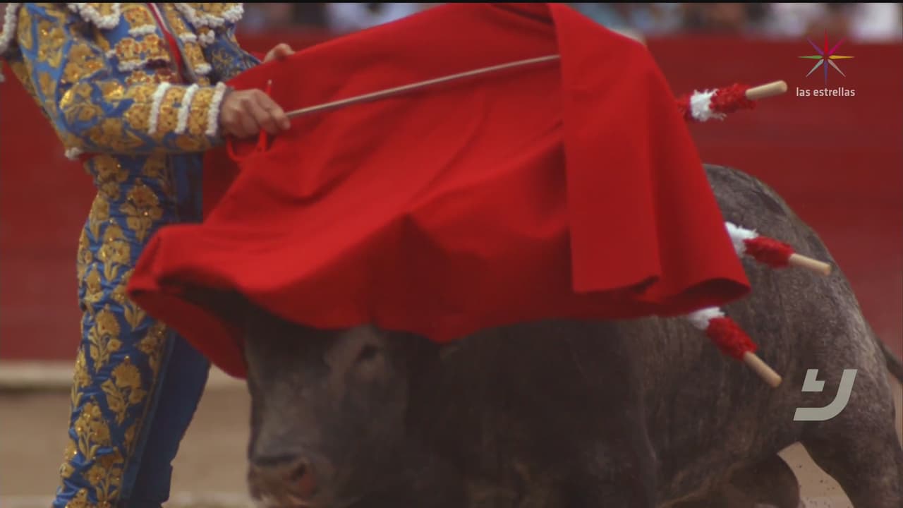 Videos: El nombre del toro según su edad