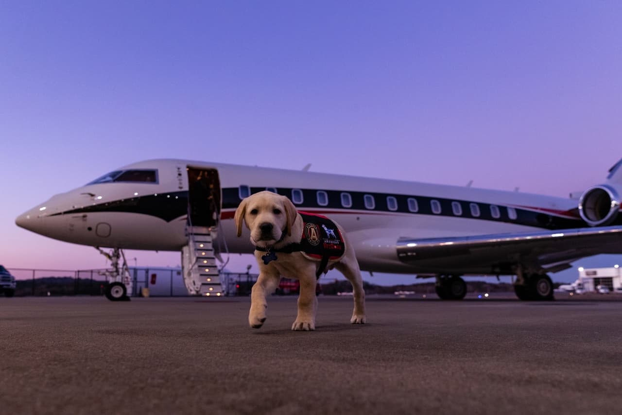 Spike ya está en Atlanta. Allí vivirá con un criador especialmente elegido por America’s VetDogs e iniciará su entrenamiento avanzado para convertirse en un perro de servicio. Cuando se 'gradúe', el simpático perro vivirá con un veterano o con un efectivo de los servicios de emergencia que se encuentre en una situación de discapacidad.