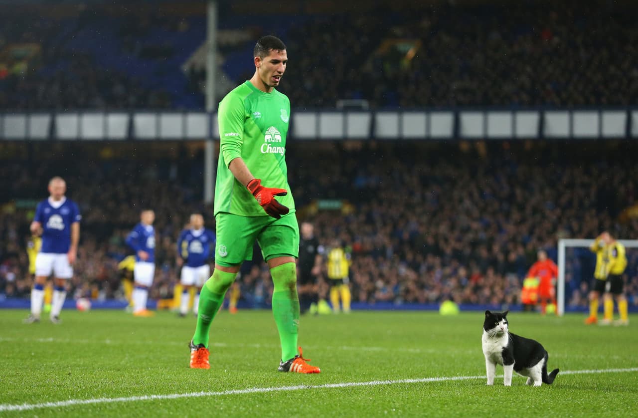 Un bello gato se atravesó al campo de futbol durante la Emirates FA Cup en un partido disputado entre el Everton y Dagenham en enero del 2016. El portero Joel Robles trata de acercarse para ayudar al felino.