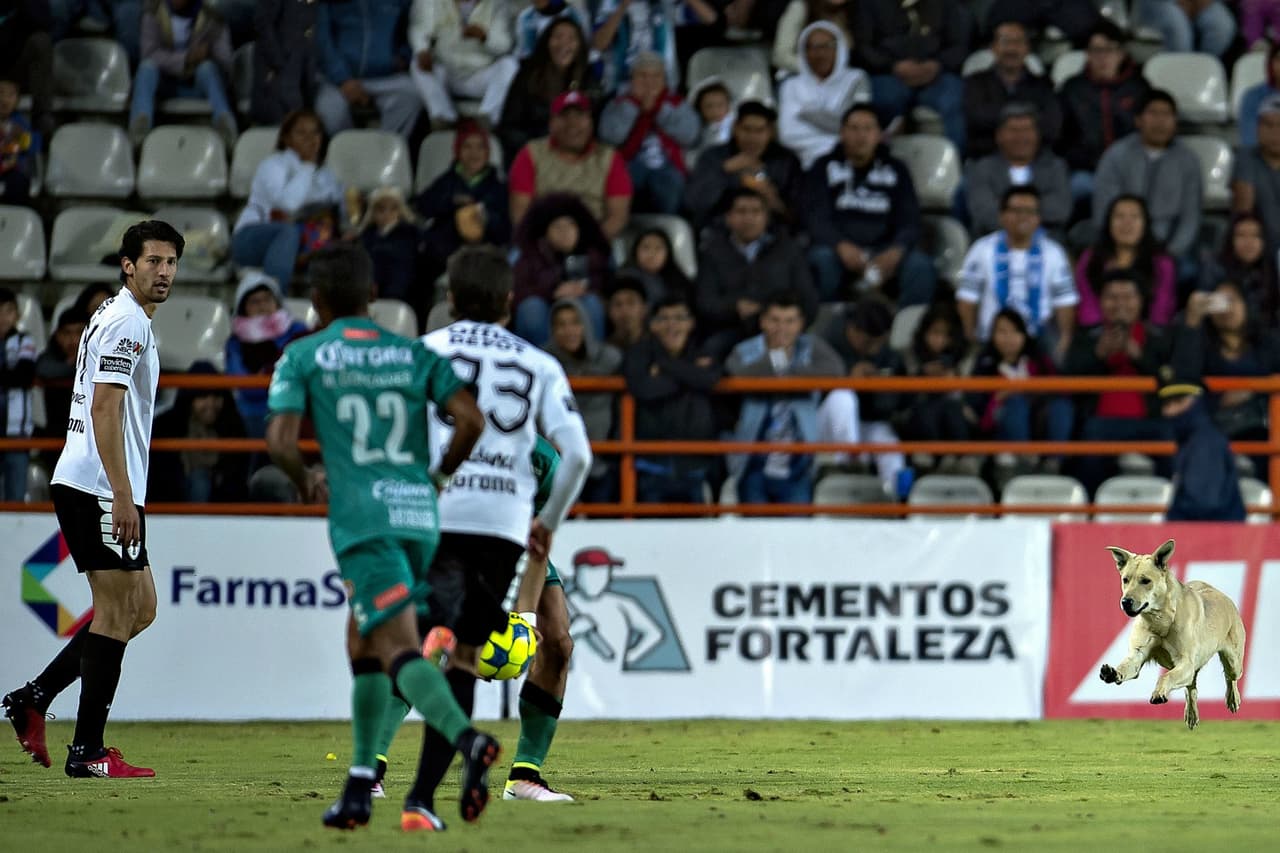El can corrió por el terreno de juego y hasta se hizo amigo del director técnico de Jaguares, Sergio Bueno, quien lo recibió cariñosamente en su área; momentos más tarde se metió hasta el vestidor de los Tuzos, donde se posó con toda comodidad.