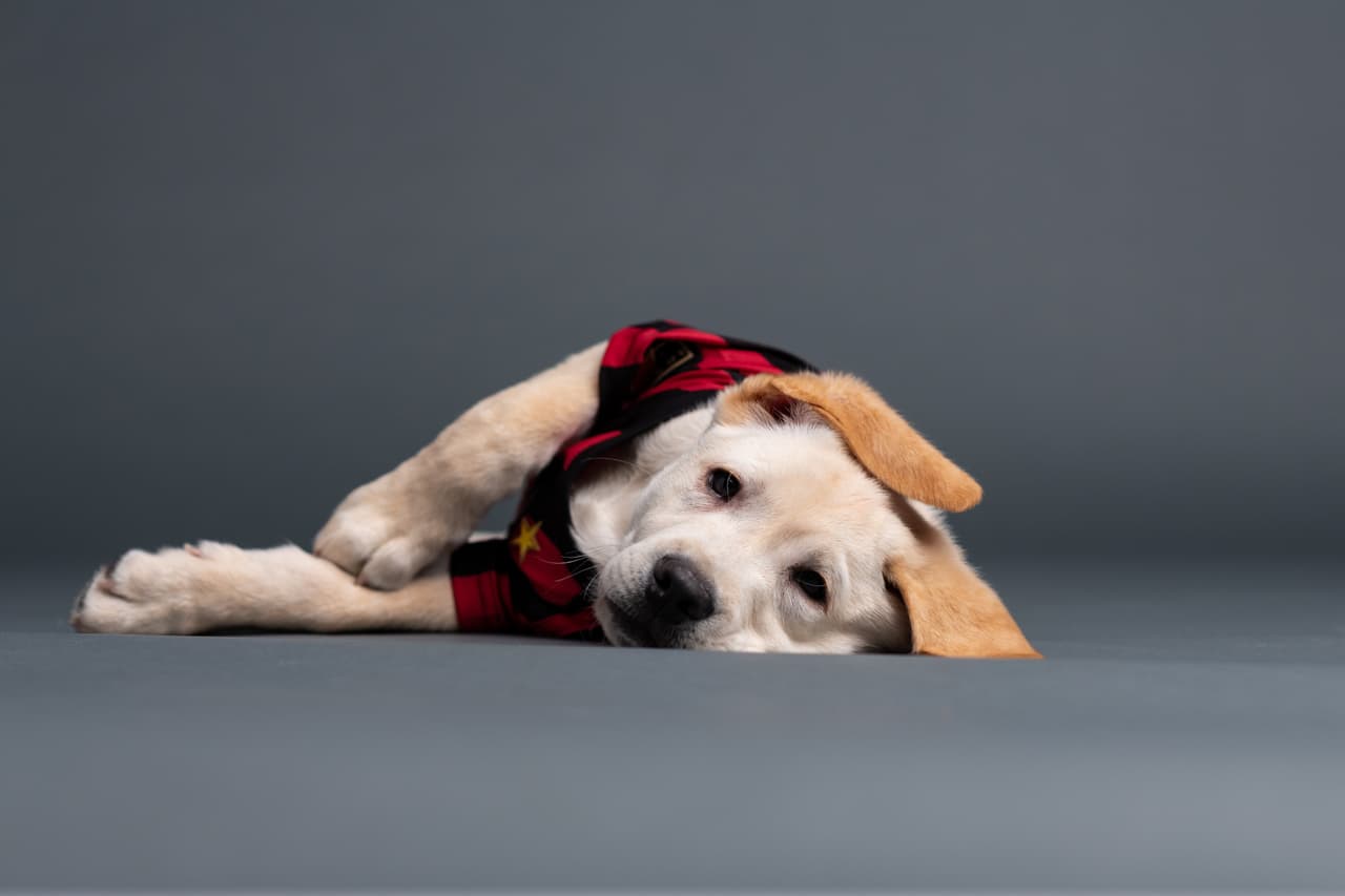 Él es Spike, el perro que busca servir como entrenamiento de perros y porta con gusto la playera del Atlanta United. Su misión es ayudar en algún momento a ayudar a un veteranos que lo necesiten.