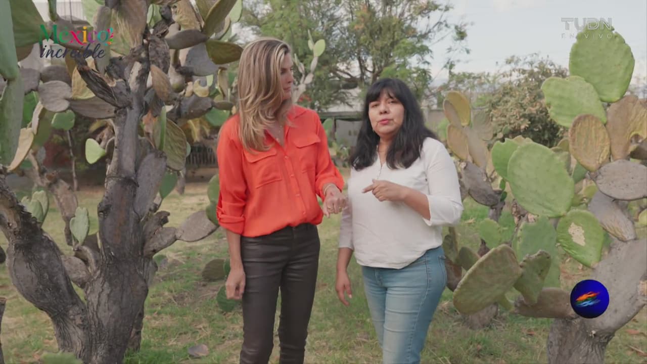 México Increíble: La Grana Cochinilla en Oaxaca