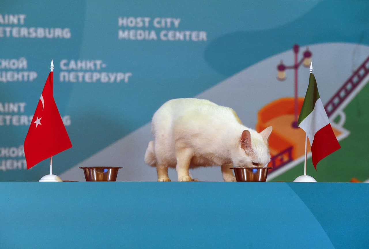 A Aquiles le sirven dos platos de comida junto a la bandera de las selecciones y el que decida comer es el equipo que ganará. En este caso, el gato pronosticó la victoria de Italia sobre Turquía en el inicio de la Euro 2020.