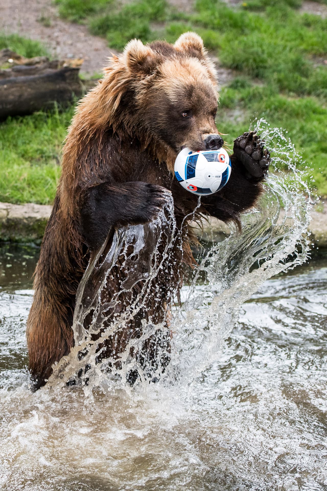 Por su coraje y valentía, el oso es el símbolo de todas las Rusias. ¿Podrá Rusia volver a reflejar esos valores a tiempo para el Mundial 2018?