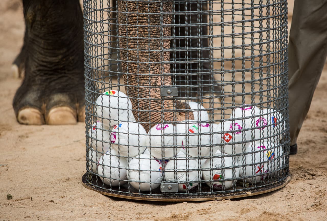 Zella, que vive en el zoológico de Stuttgart, eligió a Senegal, entre las bolas de las 32 selecciones, como la vencedora de la Copa.