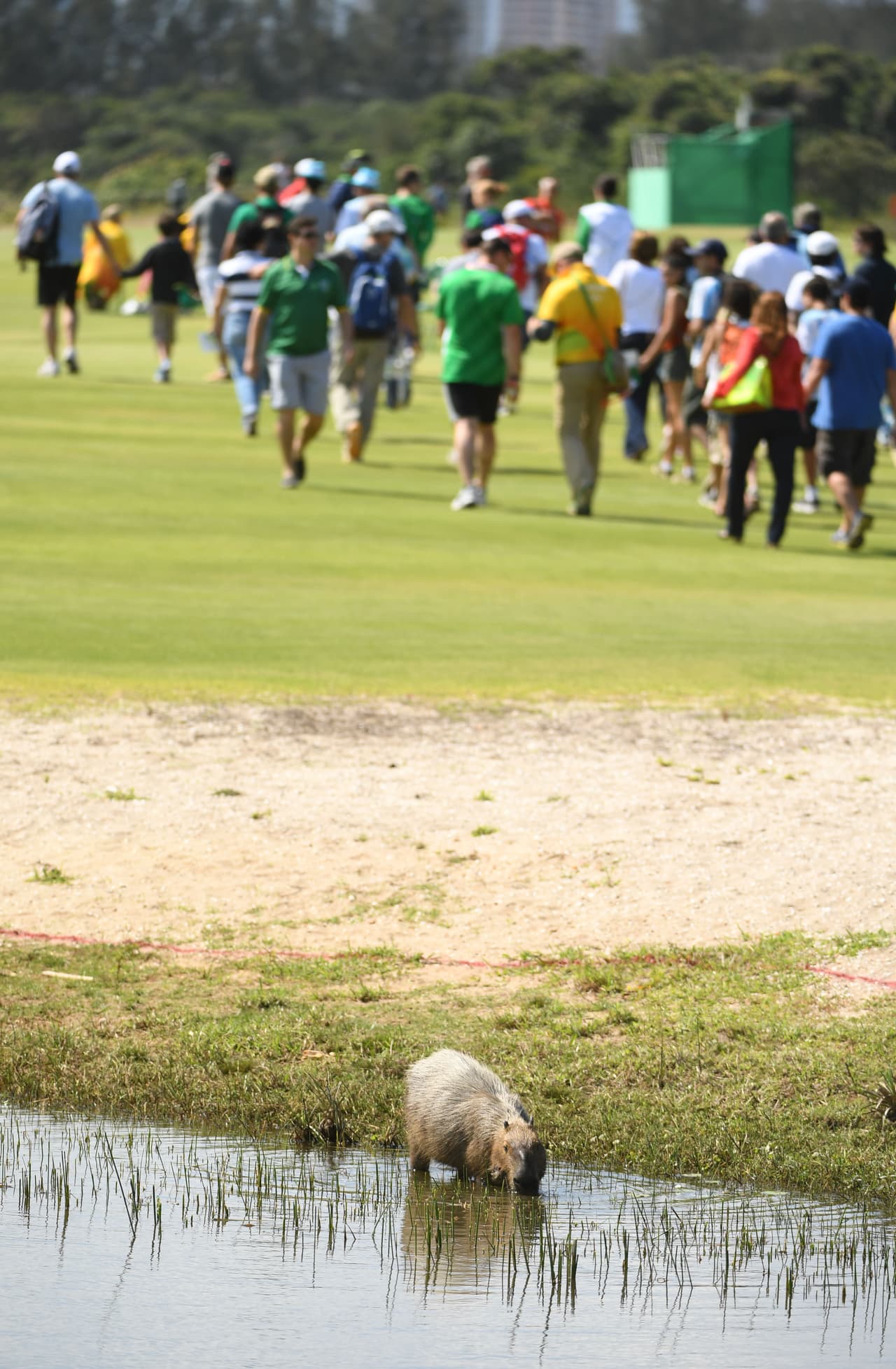 No toda la atención se la llevan los atletas, hay algunos seres a quienes el espectáculo del golf les da exactamente igual.