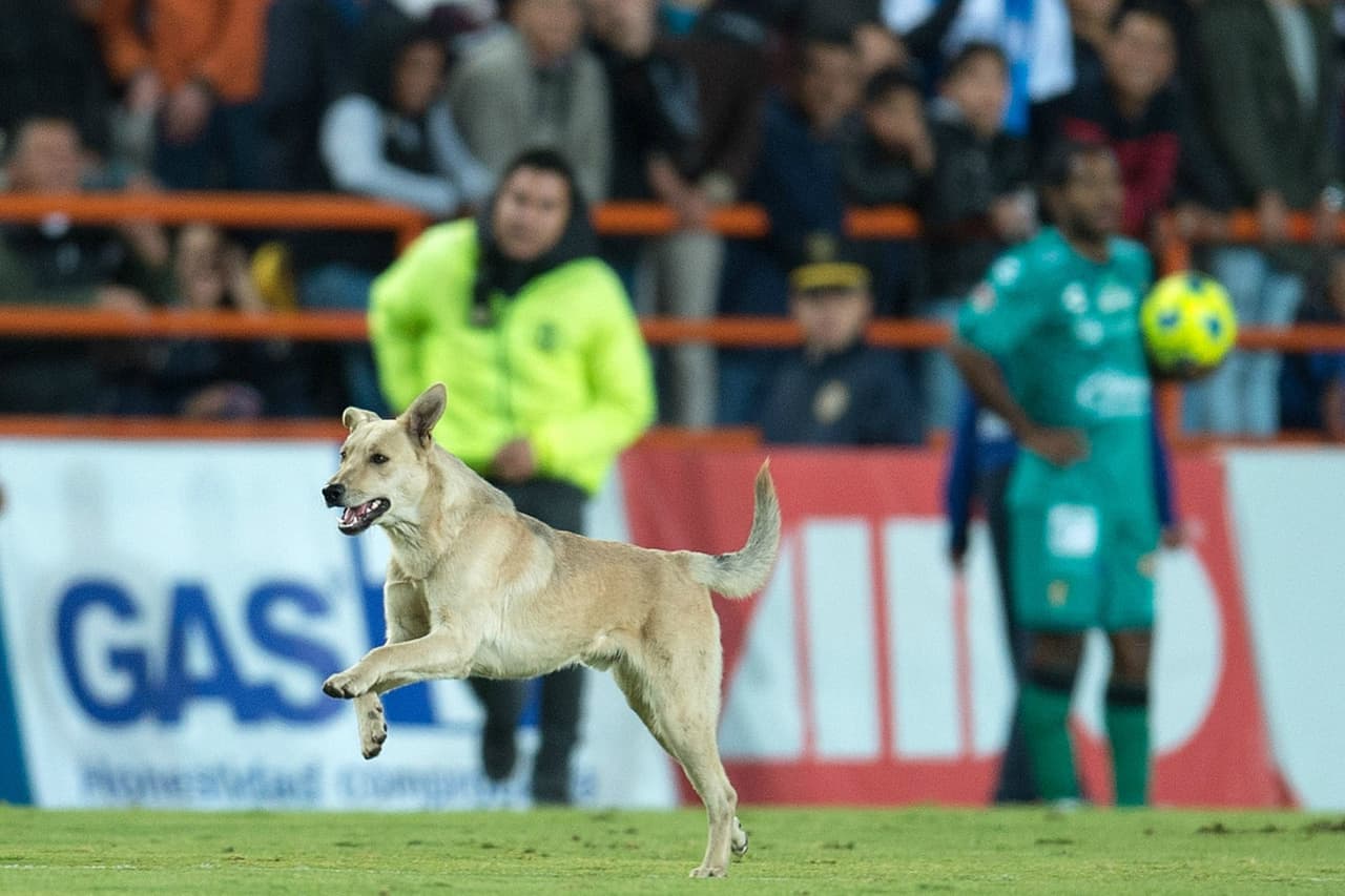 El can corrió por el terreno de juego y hasta se hizo amigo del director técnico de Jaguares, Sergio Bueno, quien lo recibió cariñosamente en su área; momentos más tarde se metió hasta el vestidor de los Tuzos, donde se posó con toda comodidad.