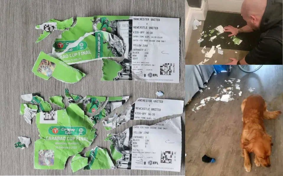Perrito le rompió boletos de la final de la Carabao Cup a fan del Newcastle