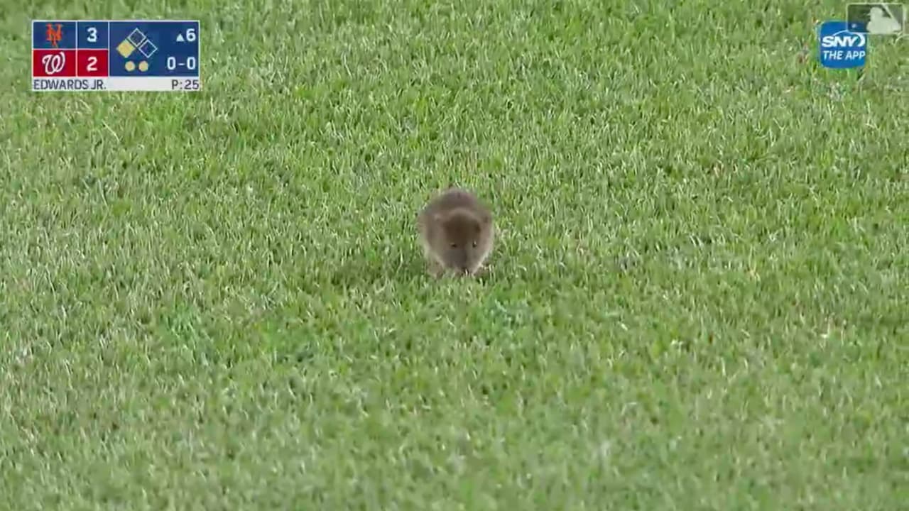 Una rata salta al diamante durante el Mets vs Nationals