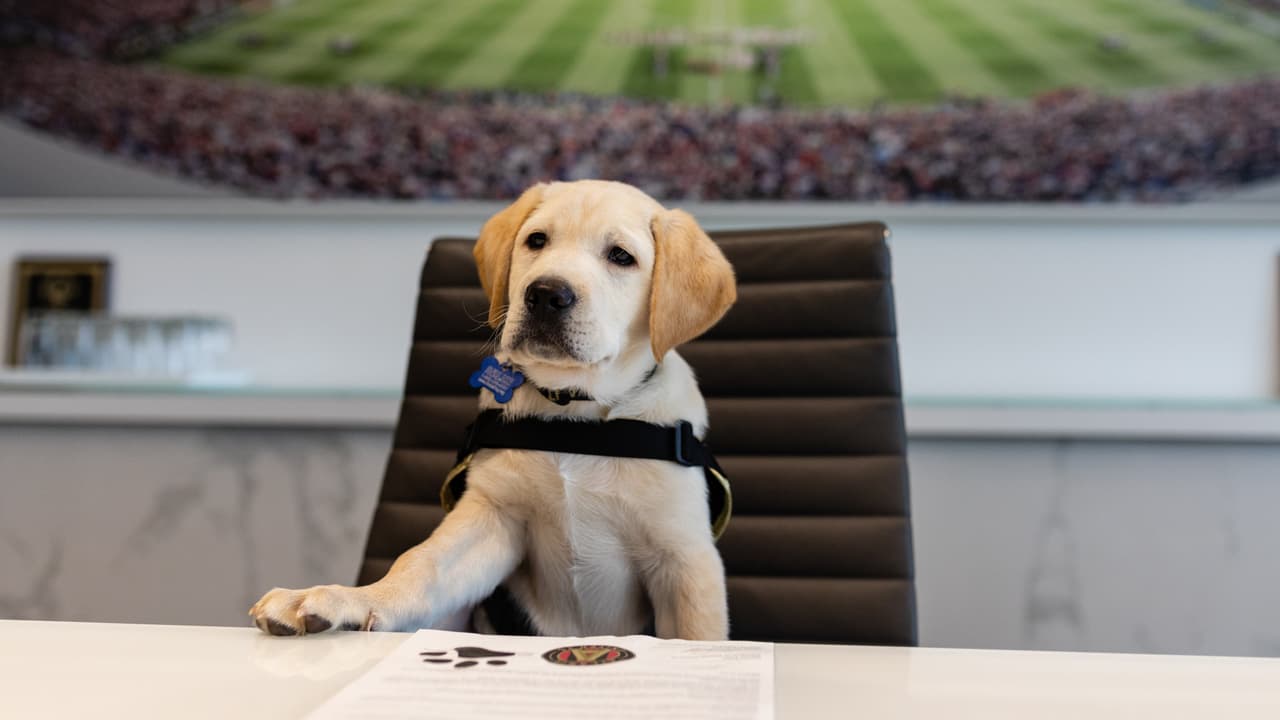 Él es Spike, el perro que busca servir como entrenamiento de perros y porta con gusto la playera del Atlanta United. Su misión es ayudar en algún momento a ayudar a un veteranos que lo necesiten.