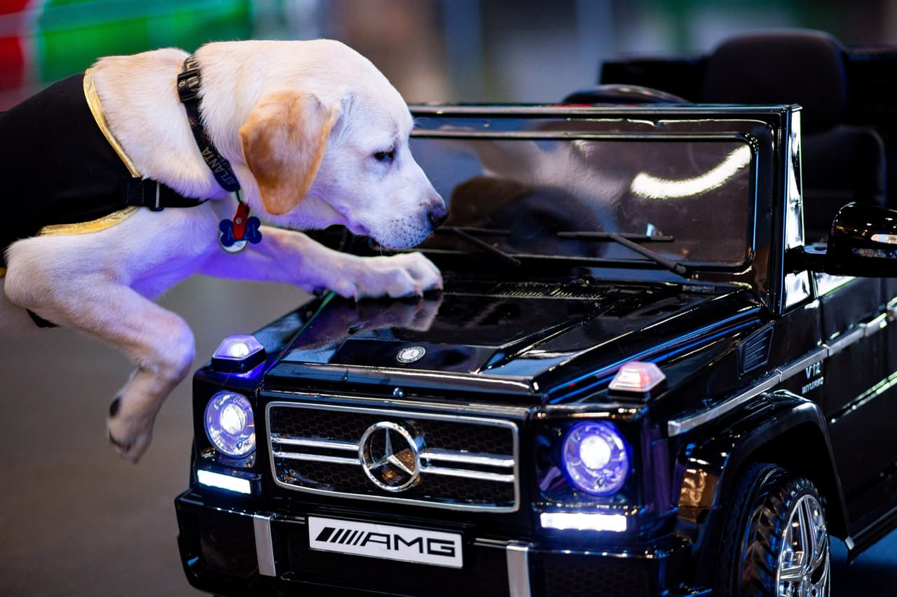 Él es Spike, el perro que busca servir como entrenamiento de perros y porta con gusto la playera del Atlanta United. Su misión es ayudar en algún momento a ayudar a un veteranos que lo necesiten.