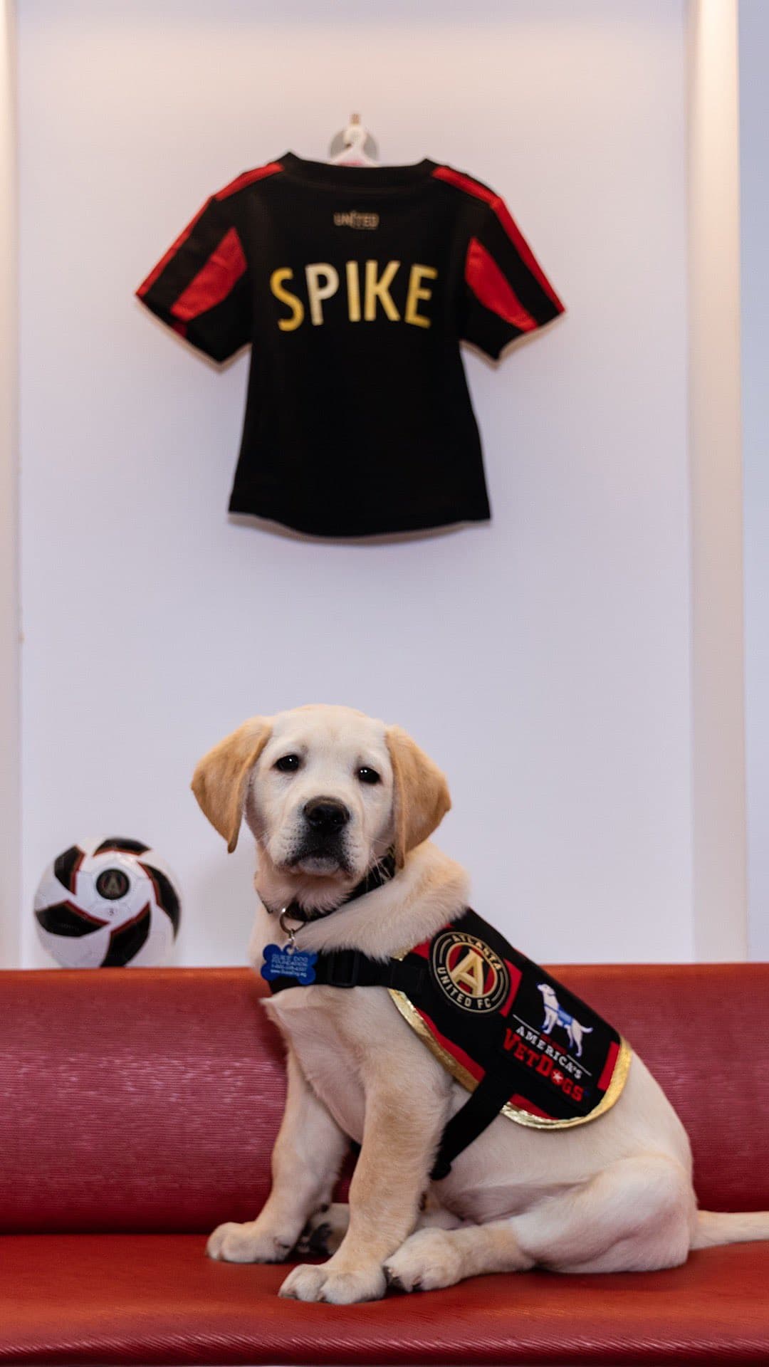Él es Spike, el perro que busca servir como entrenamiento de perros y porta con gusto la playera del Atlanta United. Su misión es ayudar en algún momento a ayudar a un veteranos que lo necesiten.