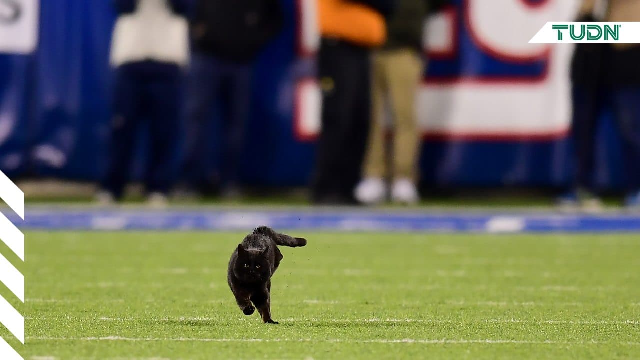En el juego de la Semana 9 entre Giants y Cowboys en MetLife Stadium en Monday Night Football, un personaje peludo y de cuatro patas se robó el show por instantes.