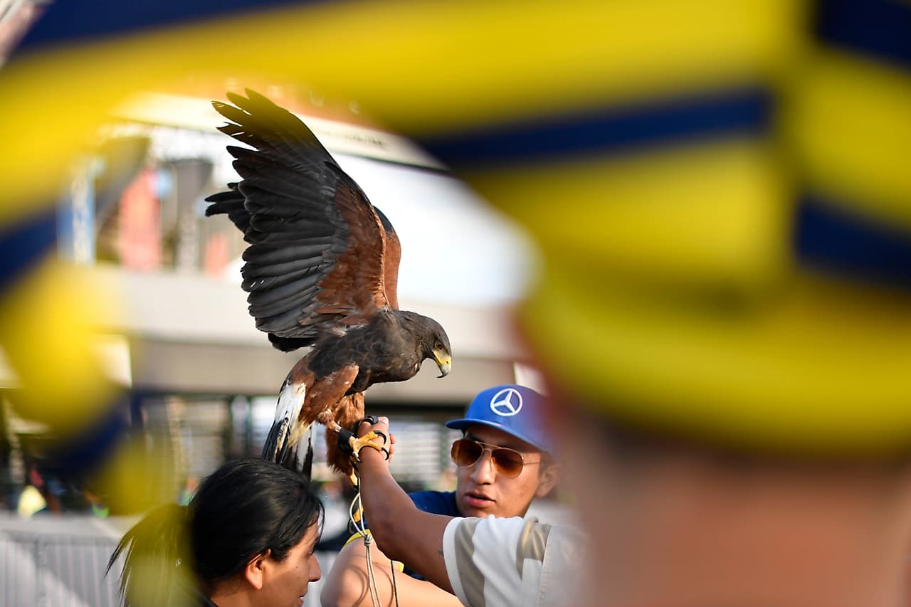 El águila del América lista para el duelo por la Jornada 6 del 
<a href="https://www.univision.com/deportes/futbol/liga-mx/" target="_blank">Clausura 2019</a>.