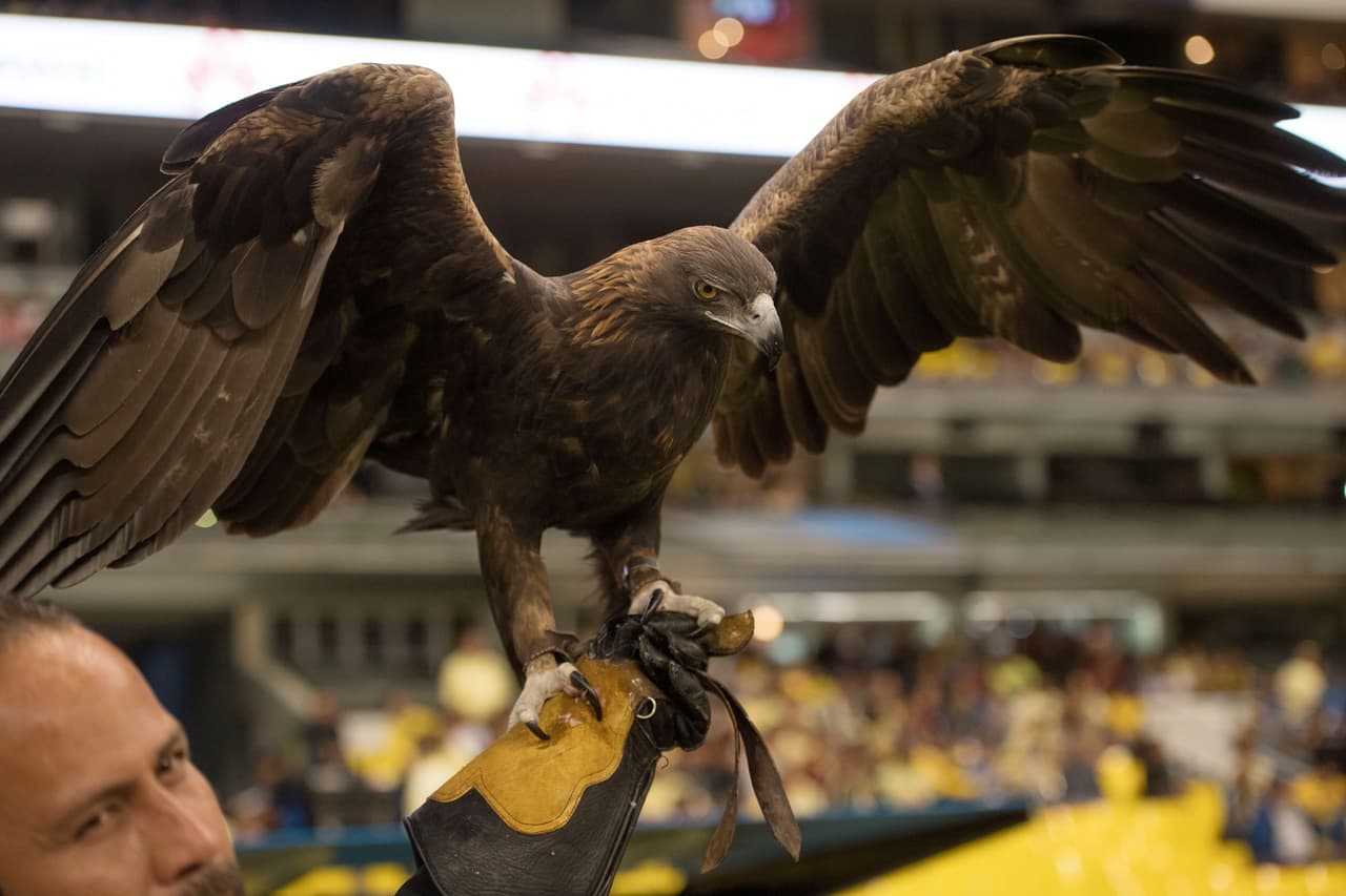 Así se vivió el colorido de la afición en la Jornada 13 del Apertura 2016