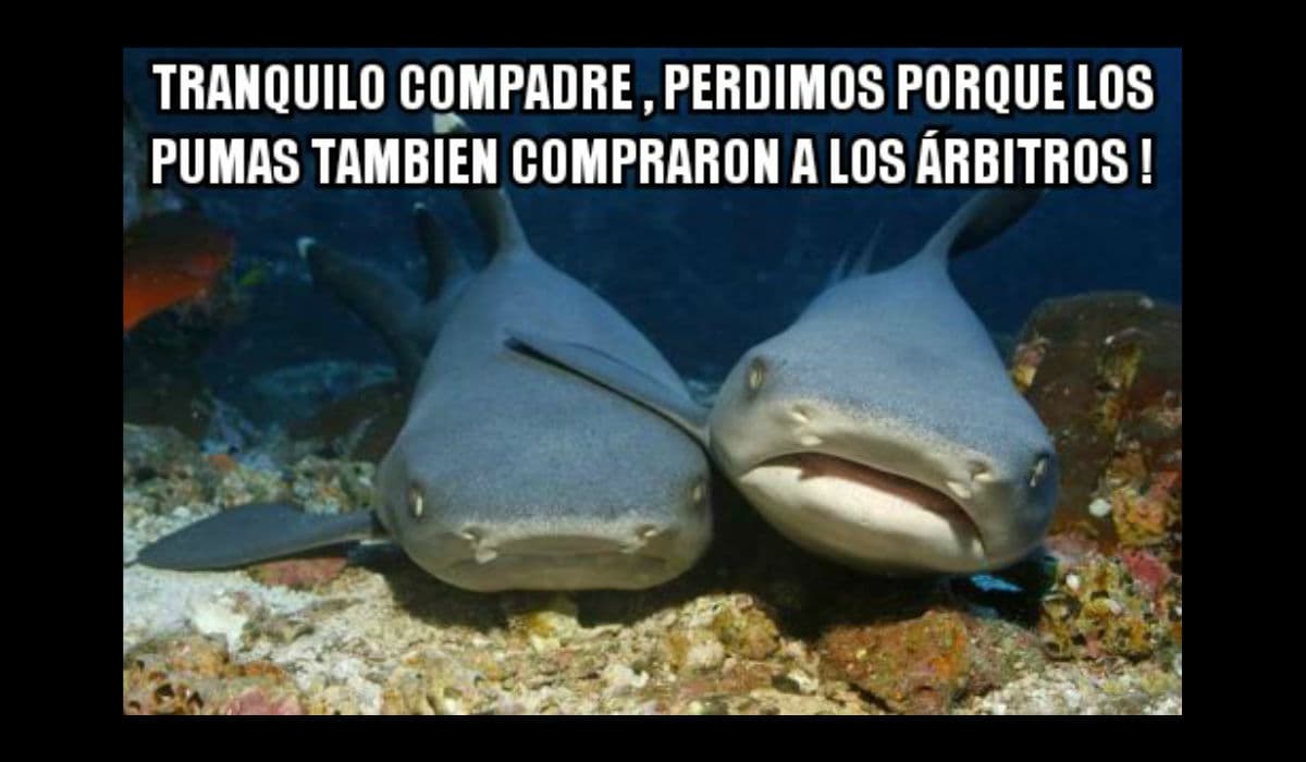 Memes toluca y pumas liguilla