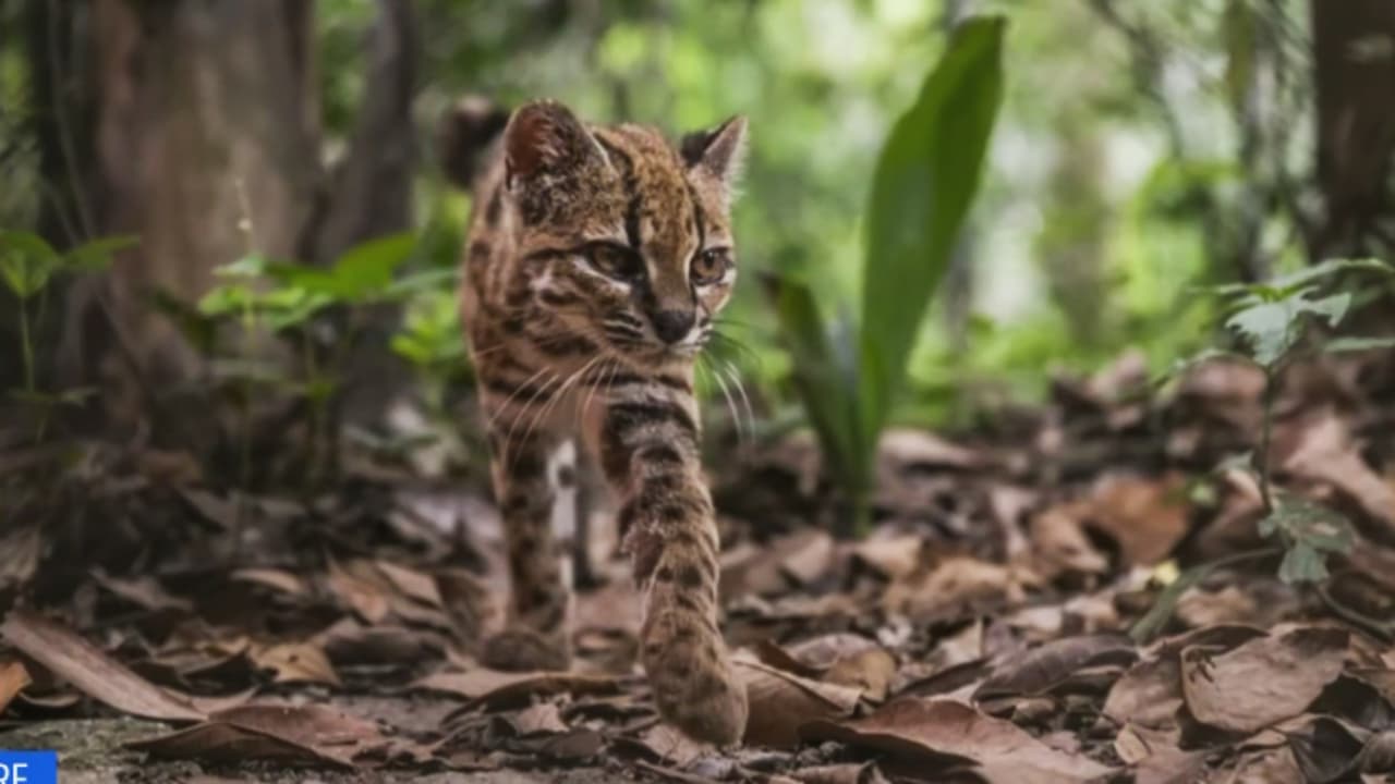 “Es un gato diferente de los otros”: Bióloga explica el hallazgo del nuevo felino Tilcayo, originario de Bolivia