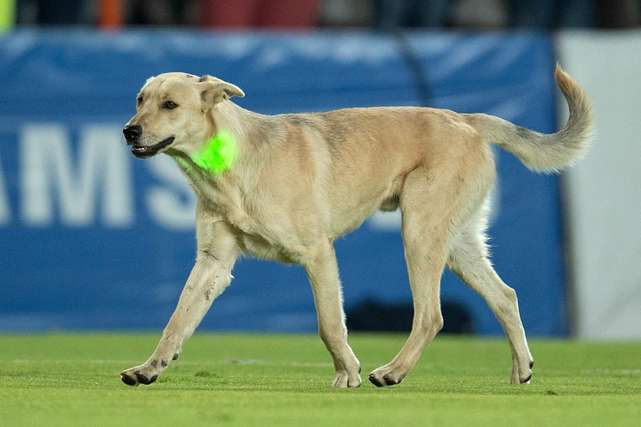 El can corrió por el terreno de juego y hasta se hizo amigo del director técnico de Jaguares, Sergio Bueno, quien lo recibió cariñosamente en su área; momentos más tarde se metió hasta el vestidor de los Tuzos, donde se posó con toda comodidad.