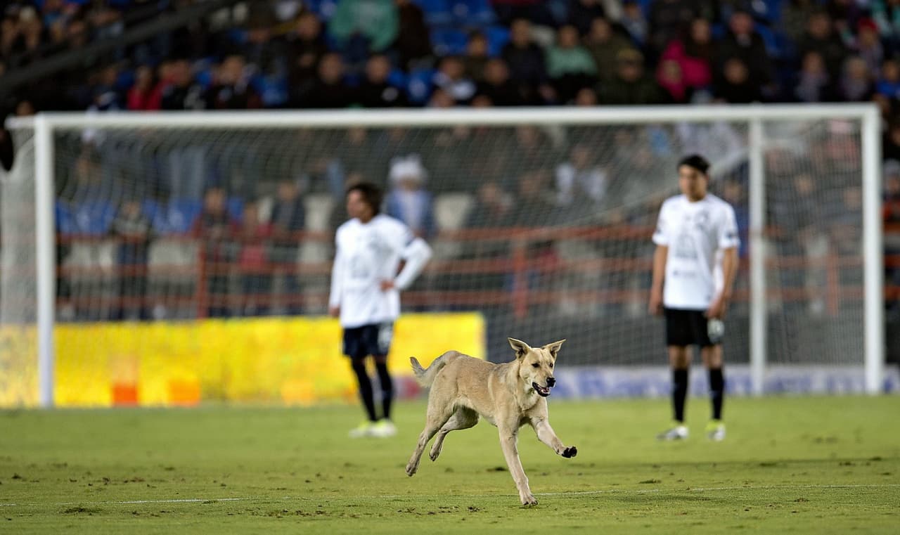 El can corrió por el terreno de juego y hasta se hizo amigo del director técnico de Jaguares, Sergio Bueno, quien lo recibió cariñosamente en su área; momentos más tarde se metió hasta el vestidor de los Tuzos, donde se posó con toda comodidad.