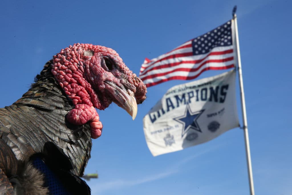 Y en ocasiones, de carne y hueso, se presentan en los alrededores de los estadios. Este emplumado amigo parece haberse salvado y sobrevivido al Thanksgiving. Afortunado.