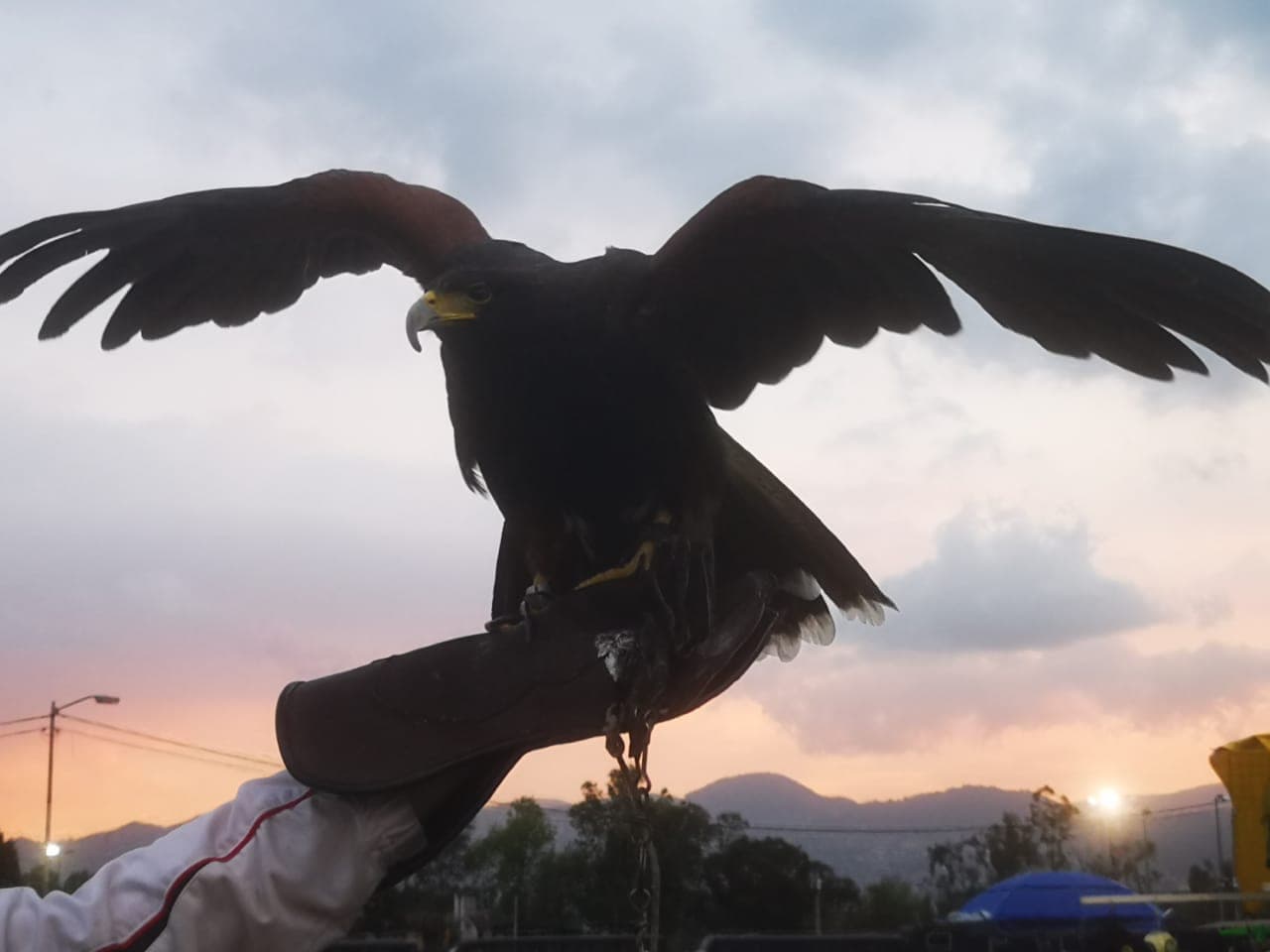 Los aficionados de América listos para un torneo más donde las Águilas debutarán en el presente Torneo Clausura 2020 ante los Tigres del 'Tuca' Ferretti.