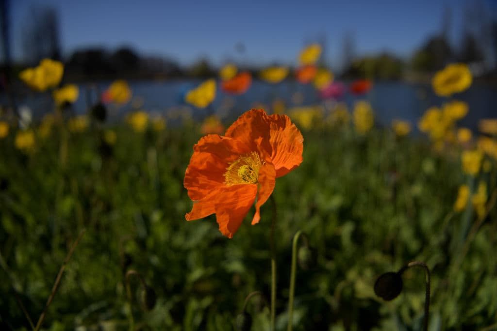 Flores. Las plantas y flores son sinónimo de vida, regalar o simplemente comprarlas, alegrará tu casa y tu día.