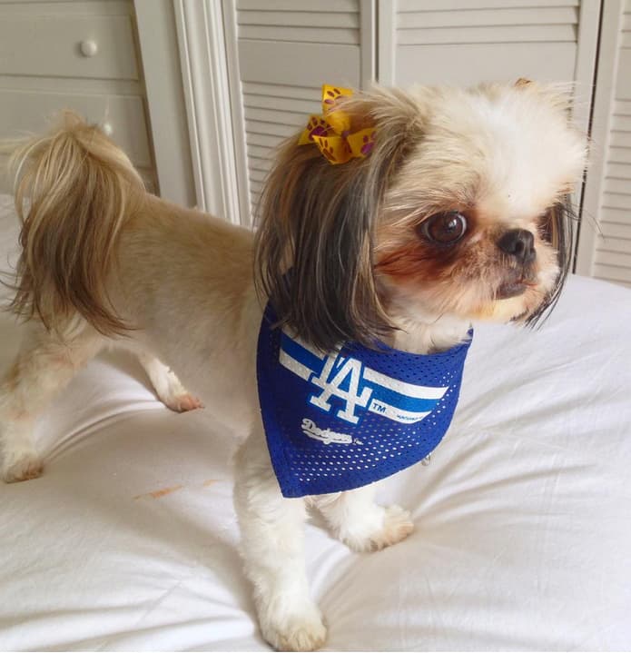 Así se vive la fiesta en las redes sociales de cara al partido entre los LA Dodgers y los NY Mets.