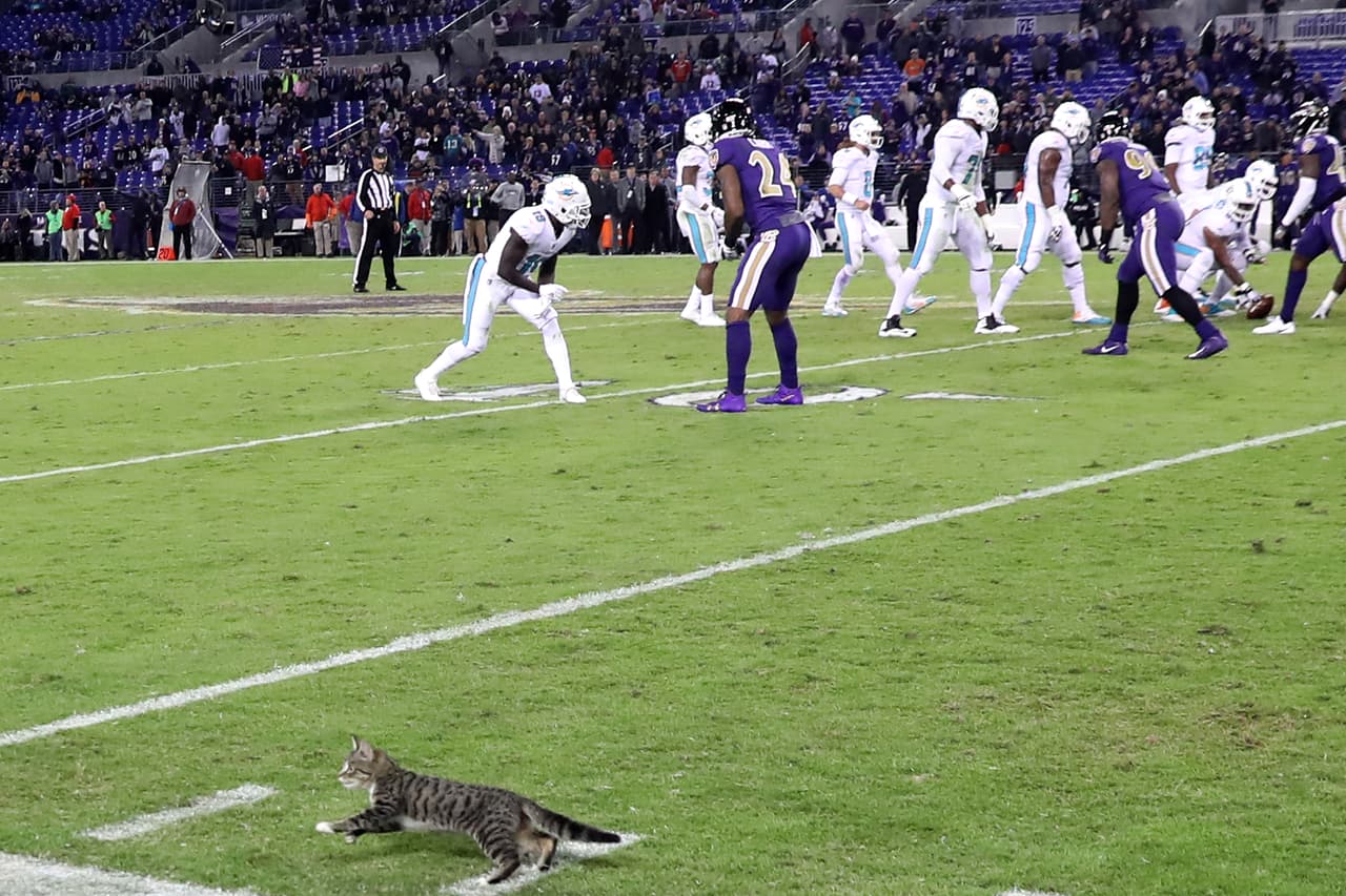 Un felino se adentró al emparrillado durante un partido entre los Dolphins y los Ravens en Octubre del 2017. Por suerte pudieron agarrar al gatito y sacarlo del estadio cuidadosamente.
