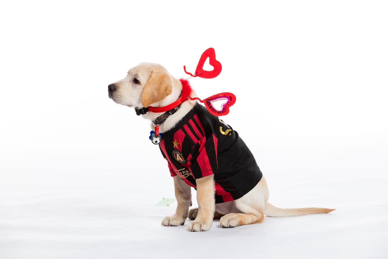 Él es Spike, el perro que busca servir como entrenamiento de perros y porta con gusto la playera del Atlanta United. Su misión es ayudar en algún momento a ayudar a un veteranos que lo necesiten.