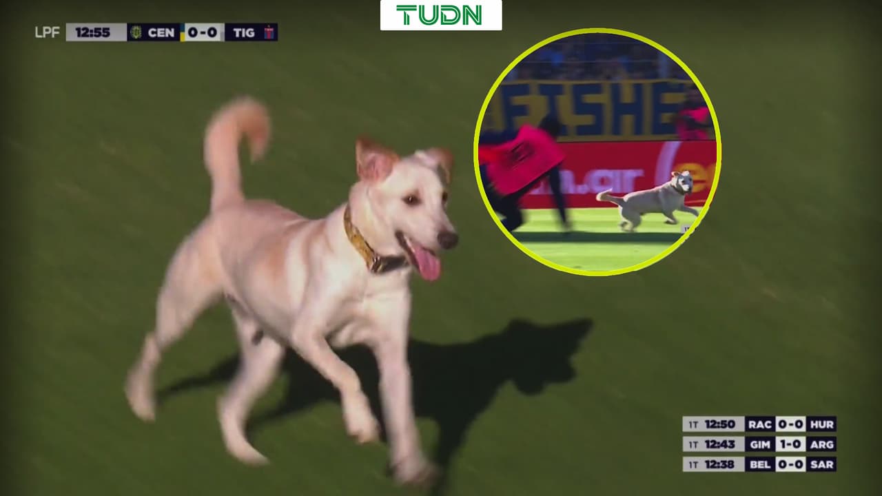 El verdadero MVP: perrito se roba el show en pleno partido en Argentina