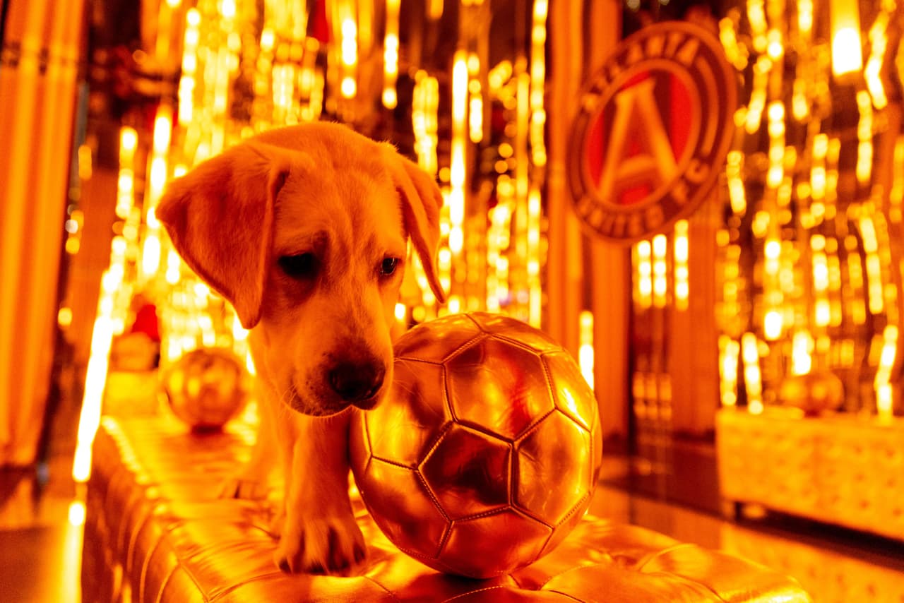 Él es Spike, el perro que busca servir como entrenamiento de perros y porta con gusto la playera del Atlanta United. Su misión es ayudar en algún momento a ayudar a un veteranos que lo necesiten.