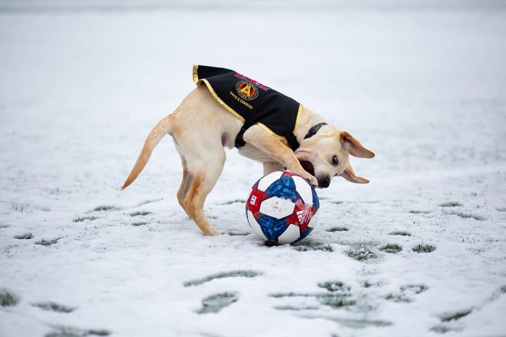 Él es Spike, el perro que busca servir como entrenamiento de perros y porta con gusto la playera del Atlanta United. Su misión es ayudar en algún momento a ayudar a un veteranos que lo necesiten.