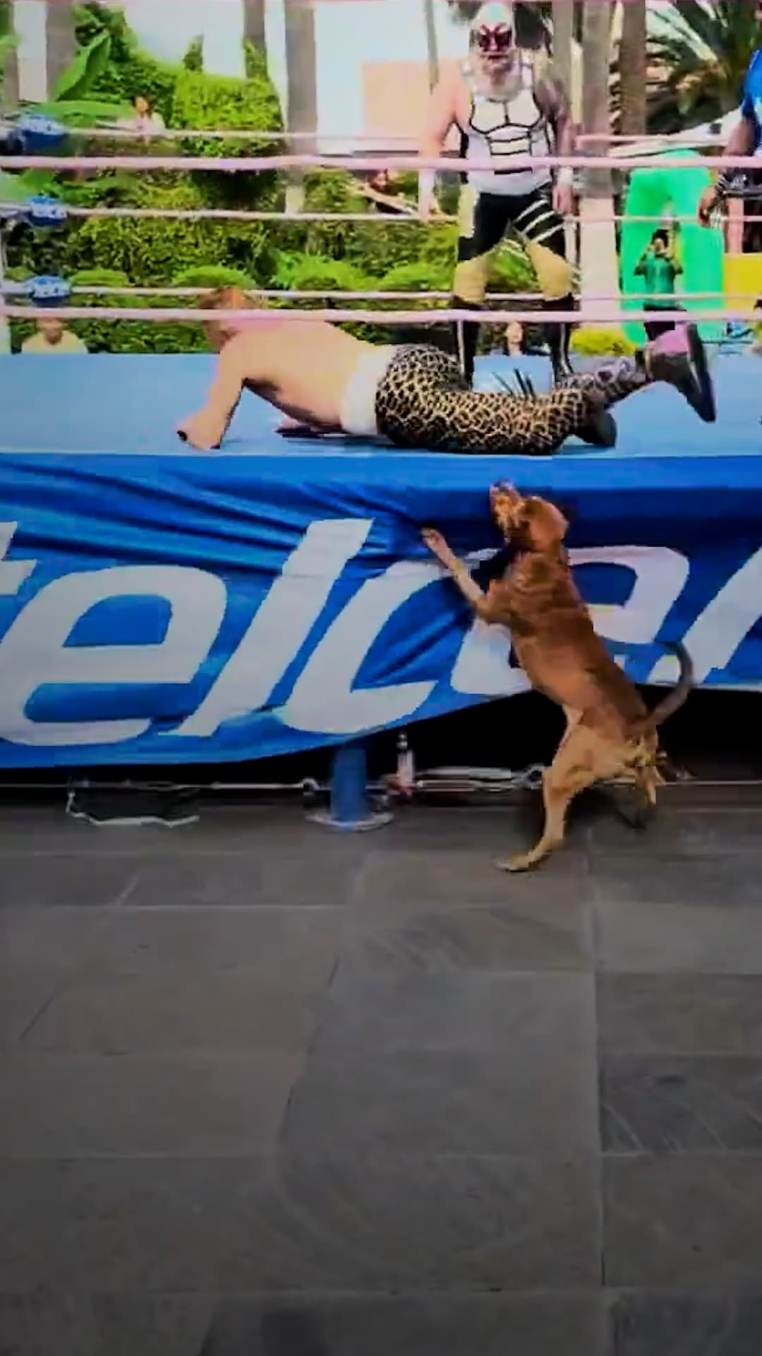 Perrito se roba el show persiguiendo a un luchador
