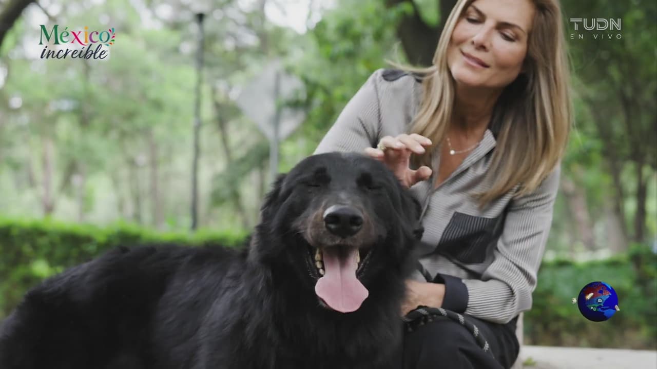 México Increíble: Razas mexicanas de perros