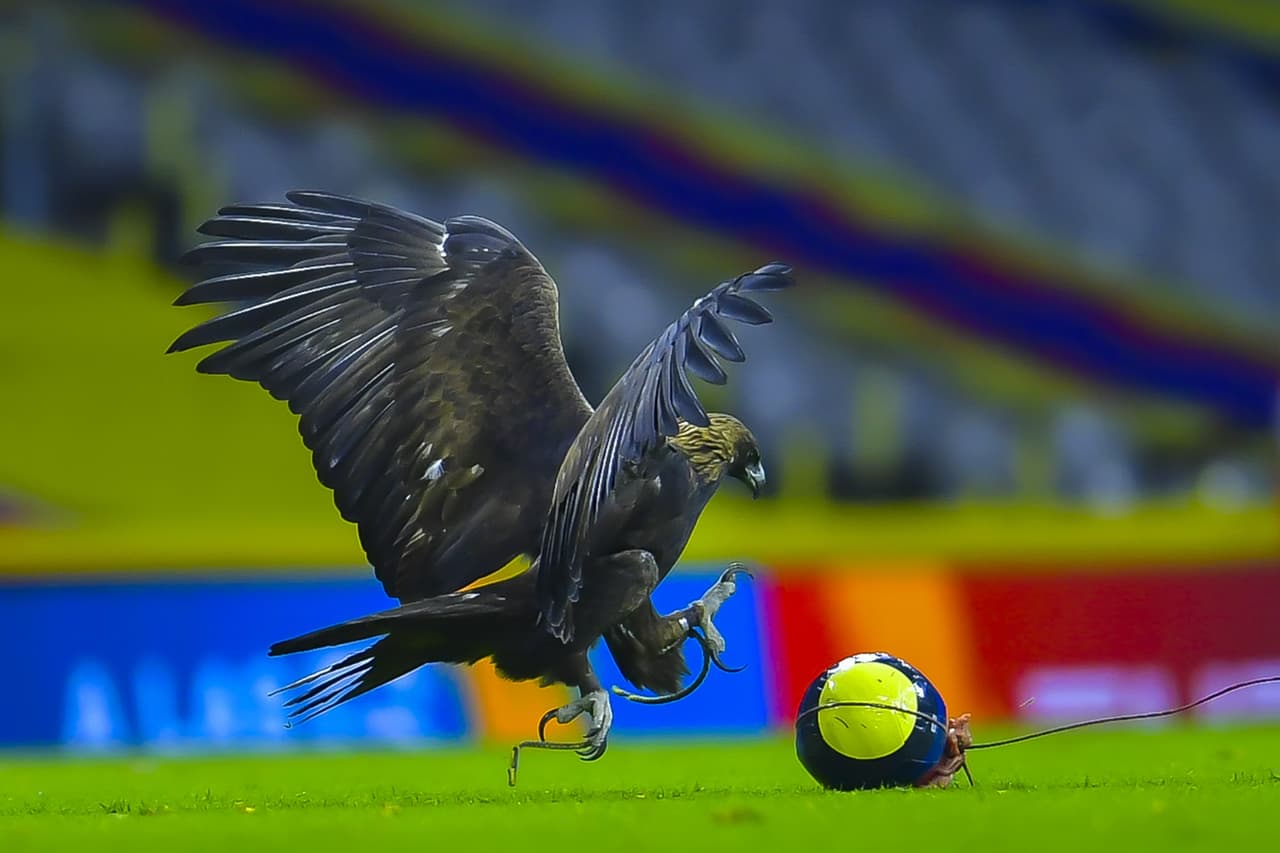 América de cara al Clásico: 'La peor de tus pesadillas'