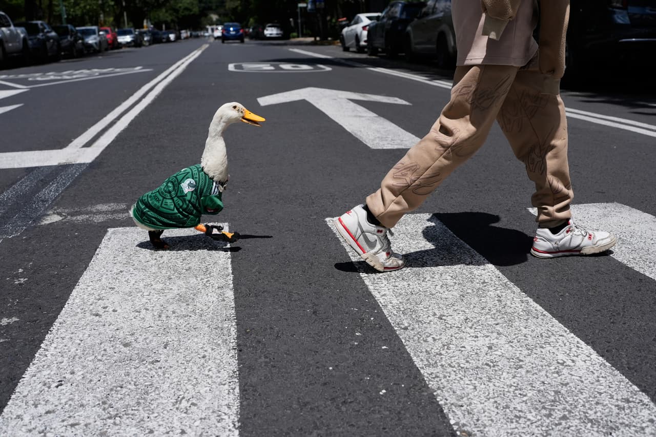 El pato “Merlín” conquista los festejos, las calles de México y las redes sociales 