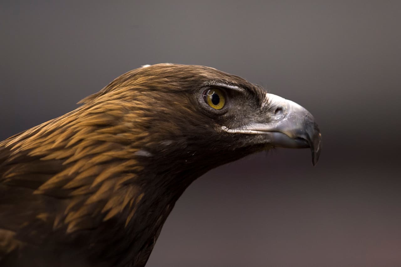 El águila, símbolo del equipo azulcrema, siempre presente en los encuentros que se juegan de local.