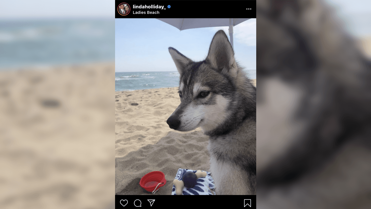 Este es Nike, el perro que se viralizó y popularizó durante el pasado Draft de la NFL.