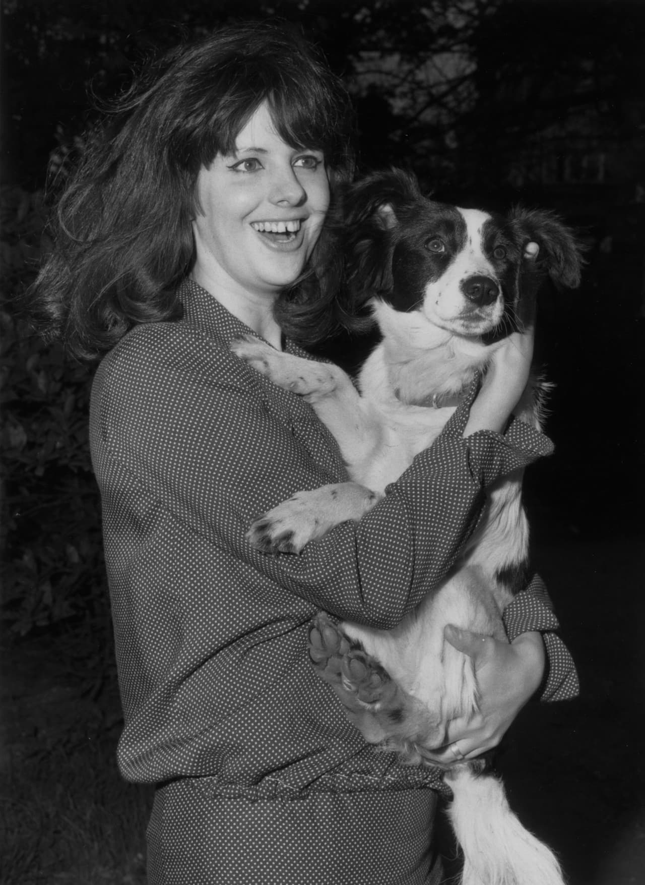 El perro pasó a ser la mascota más querida en Inglaterra, éxito insospechado que lo convirtió en uno de los más conocidos.