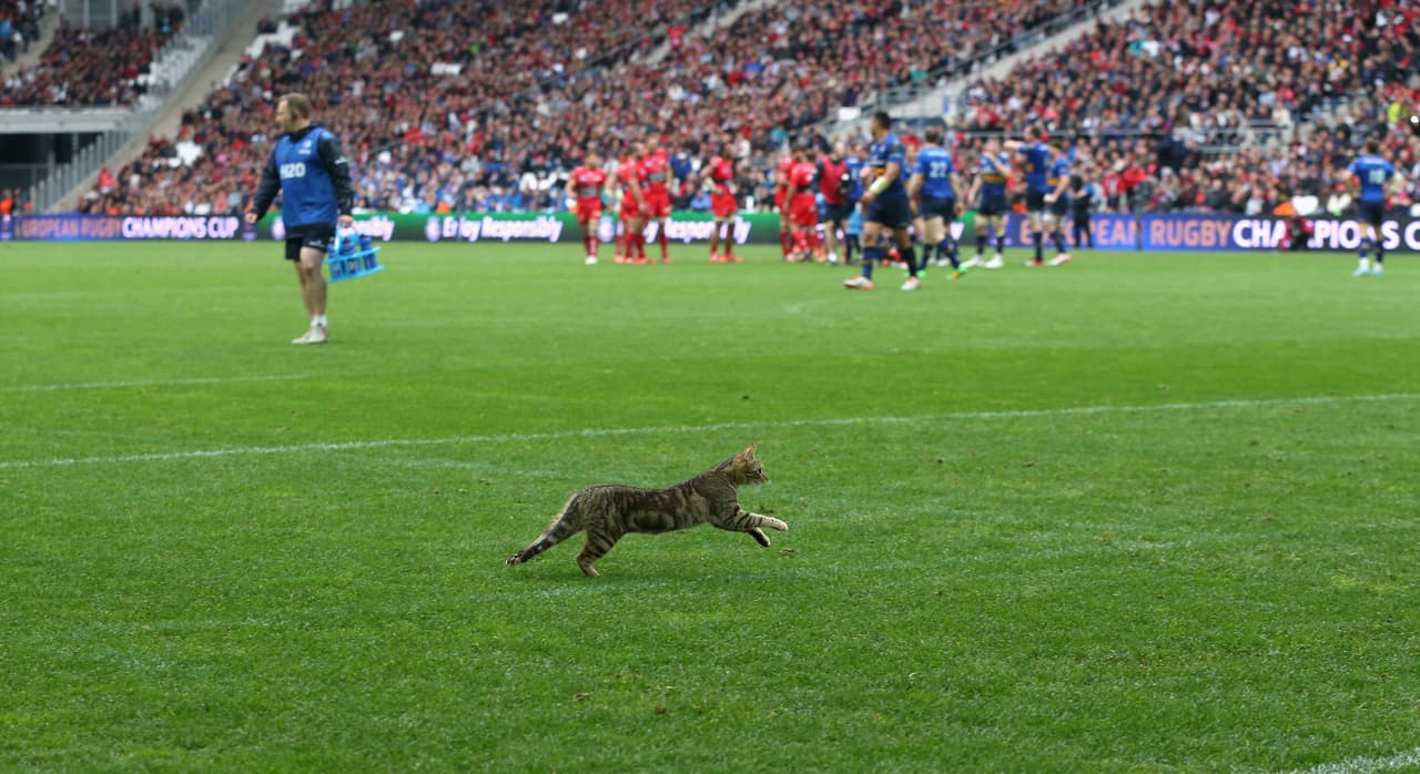 En 2015 un gato atravesó el campo de rugby mientras se disputaba la semifinal del rugby europeo entre RC Toulon y Leinster Rugby.
