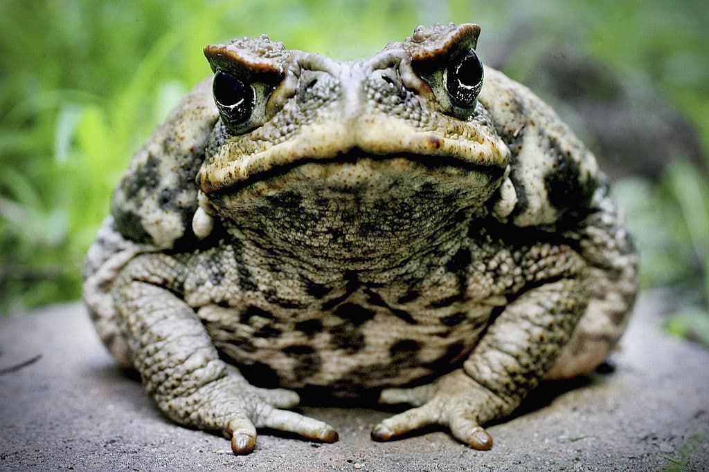 El sapo es Bufo alvarius, un anfibio de México también conocido como el sapo del desierto de Sonora.